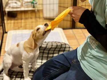 「犬の噛み癖のしつけ」の無料リライト記事と画像